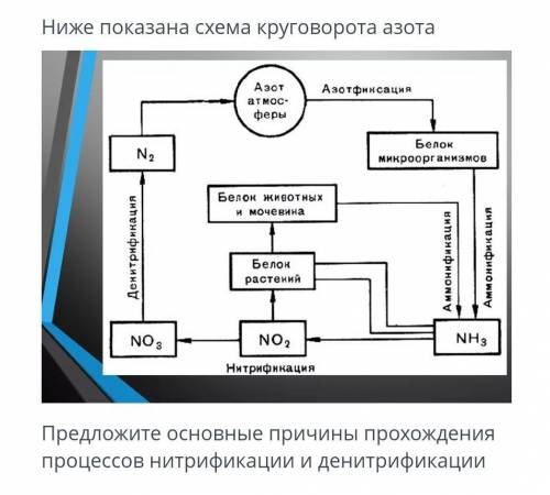 Сверху показана схема круговорота азота предложите основные причины прохождения процессов нитрификац