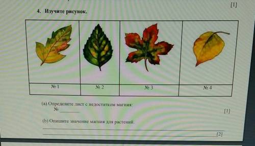 4. Изучите рисунок.(b) Опишите значение магния для растений ​