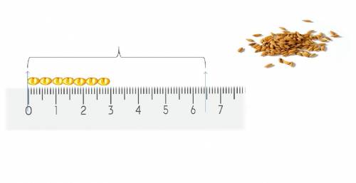 По рисунку определите средний размер зерна гречки. A) Определите количество частиц в ряду; В) Опреде
