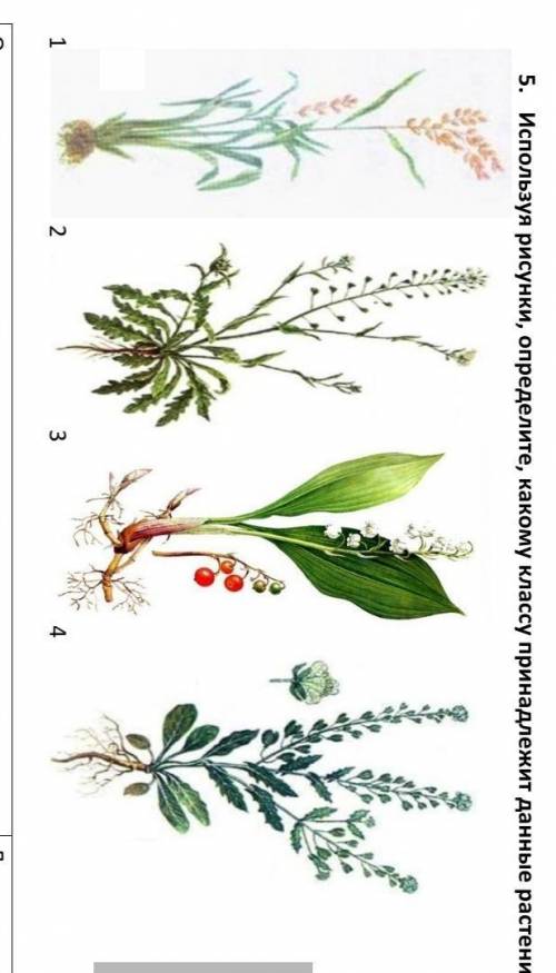 Рисунки, определите, какому классу принадлежит данные растения(КО) 1 2 3 4 Однодольные Двудольные ​