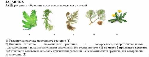 На рисунке изображены представители отделов растений