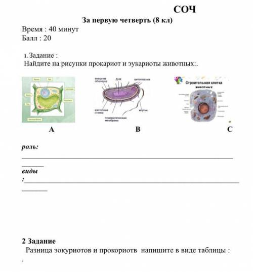 Найдите на рисунки прокариот и эукариоты животных