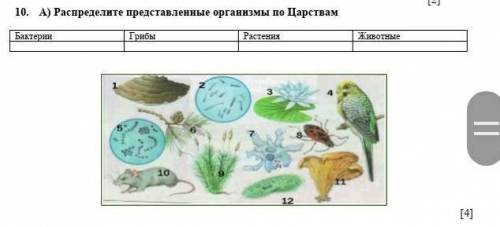 10. А) Распределите представленные организмы по Царствам Бактерии Грибы Растения Животные ​