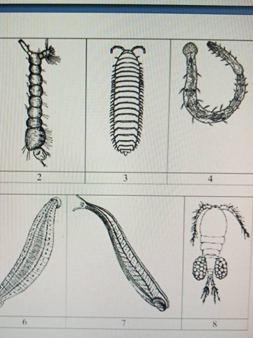 Отнесите изображенных животный (1-2) к систематическим группам (А-Д) А- плоские черви Б-круглые черв