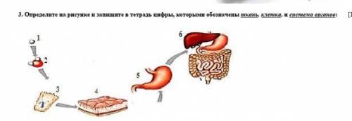 Определите на рисунке и запишите в тетрадь цифры, которыми обозначены ткань, клетка, и система орган