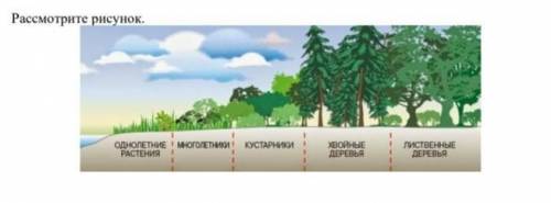 (а) Какая тенденция в природе изображена на ней? [1](b) Предложите, какие организмы в последовательн