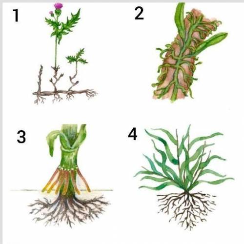 Какие функции выполняют корни изображенных растений? ​