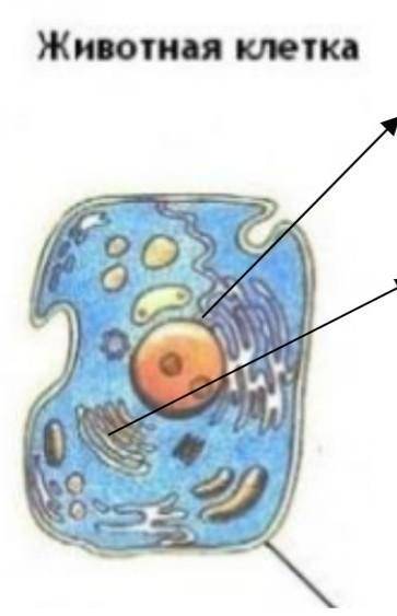 1. На рисунке показана часть схемы электронного строения животной клетки. (а) Назовите органеллы A и