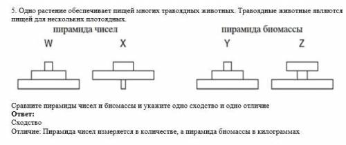 Сравните пирамиды чисел и биомассы и укажите одно сходство и одно отличие