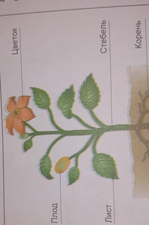 Нарисовать растения организм мне
