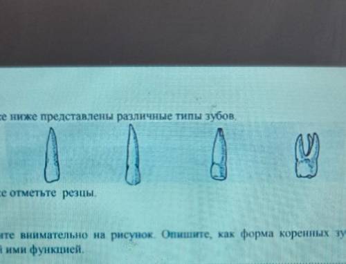 Просмотри внимательно на рисунок опишите как форма длинных зубов связано с выполнением ими функцией