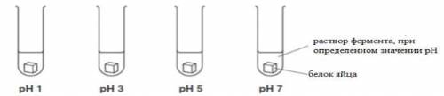 Биолог провел опыт для определения рН среды активности фермента пепсин. Он измерил активность фермен