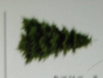 Заание 3 На рисунке изображено хвойное растение - Тянь-Шанская ель.Определите по плану верное морфол