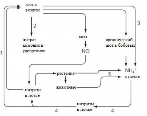 Ниже показана схема круговорота азота а) Что верно?денитрификация нитрификация азотфиксацияA 1 4 5B