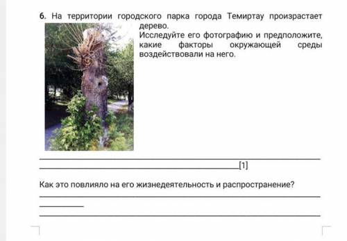На территории городского парка города Темиртау произрастает дерево. ￼ Исследуйте его фотографию и пр