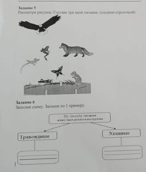 Расмотри рисунок составь три цепа питания соединий стрелочкой​