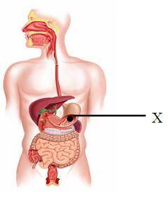 Представлена пищеварительная система человека. a. Определите название структуры «Х» b. Объясните осо