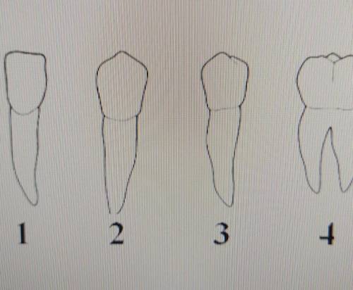 На рисунке ниже представлены различные типы зубов. а) Под какой цифрой находятся малые коренные зубы