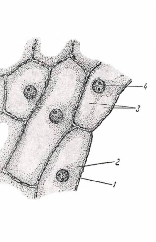 Какой органоид клетки обозначен на рисунке цифрой 3? [1] В. Какова его роль в клетке? [1] ​