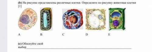 На рисунке представлены различные клетки Определите по рисунку животные клетки​