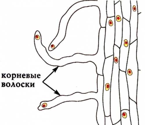 Структуры корня, изображенные на рисунке, расположены в: зоне ростазоне проведениязоне всасываниякор