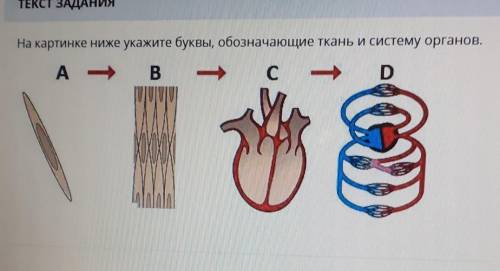 На картинке ниже укажите буквы, обозначающие ткань и систему органов.​