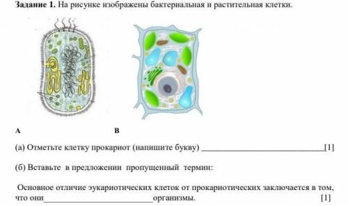 Задание 1. На рисунке изображены бактериальная и растительная клетки. А В(а) Отметьте клетку прокари