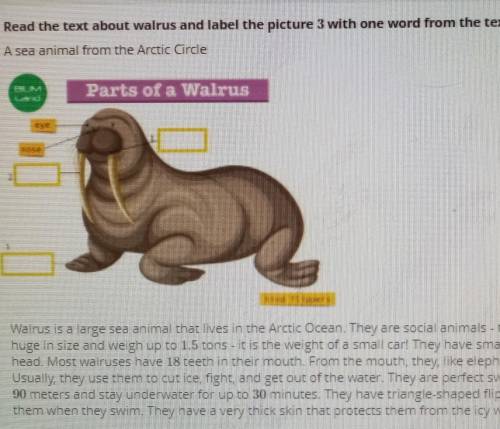 Read the text about walrus and label the picture 3 with one word from the text. A sea animal from th
