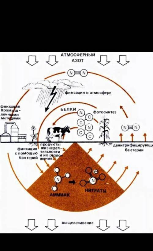 Изобразите в виде схемы процесс фиксации и освобождения азота, обязательно включив в нее следующие к