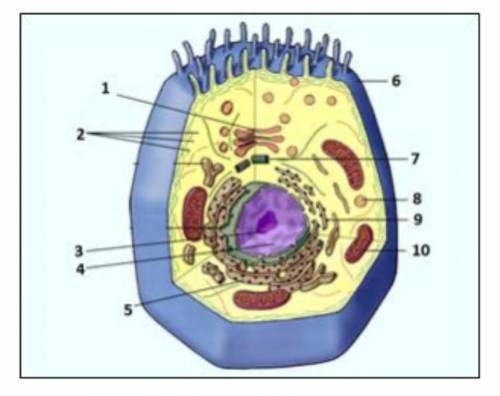 2. Рассмотрите рисунок Строение клетки. Прочитайте следующие характеристики: двумембранный органои
