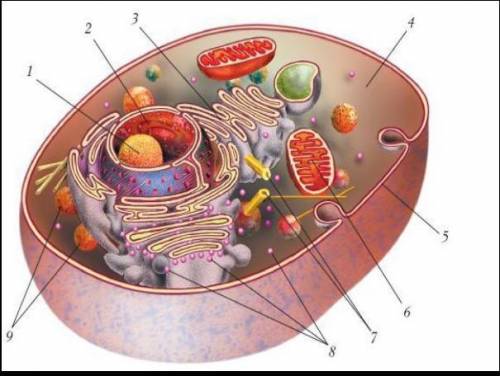 Рисунок. Строение животной клетки а)Подпишите органоиды клетки СОЧ