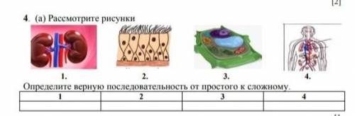 Определить верную подследствиность с простого к сложному почки волос организм вены​