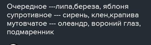 Распределите растения по группам. 1)Растения с мутовчатым листорасположением. 2)Растения с супротивн