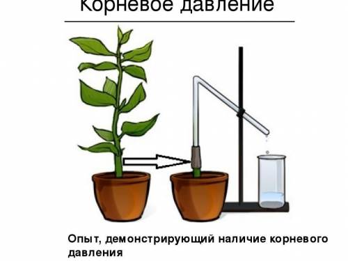 Что такое минеральное питание растений? Как растения поглощают воду и питательные вещества из почвы?