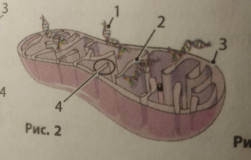 6 Цифрой 3 на рис. 2 обозначена: а) кристав) внешняя мембранаб) гранаг) клеточная стенка​