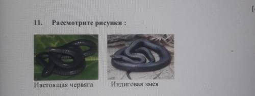 Рассмотрите рисунки : Настоящая червягаИндиговая змея-К одному или разным классам относятся изображё