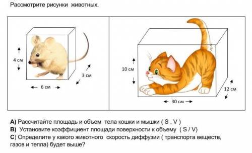 А) Рассчитайте площадь и объем тела кошки и мышки ( S , V )В) Установите коэффициент площади поверхн
