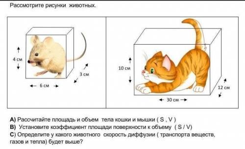 А) Рассчитайте площадь и объем тела кошки и мышки ( S , V ) В) Установите коэффициент площади поверх