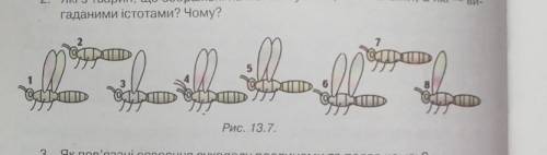 Запитання. 2. покнижкі. Які з тварин, що зображенні на малюнку 13.7, є комахами, а які - вигаданими