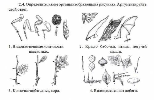 гомологичные и аналогичные органы, рудименты и атавизмы ВО ВЛОЖЕНИИ