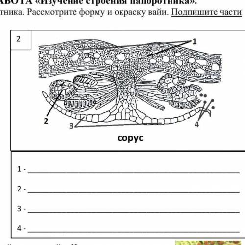 подпишите строение соруса