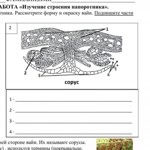 ПОДПИШИТЕ СТРОЕНИЕ СОРУСА ИСПОЛЬЗУЯ ТЕРМИНЫ (ПОКРЫВАЛЬЦЕ, СПОРАНГИЙ, СПОРЫ, ВАЙЯ)