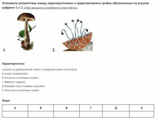 Установите соответствие между характеристиками и представителями грибов, обозначенных на рисунке циф