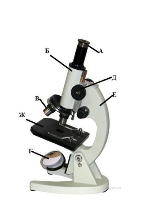 На рисунке изобрадëн, микроскоп. нужно под каждой буквой подписать части микроскопа​