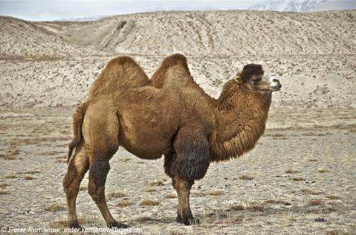 вопрос: сравните животных на рисунках верблюд и лама относятся к семейству верблюдовых. верблюды- жи