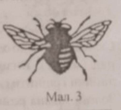 На малюнку 3 зображено фотографію мухи. У скільки раз збільшені її розміри, якщо реальний розмах кри