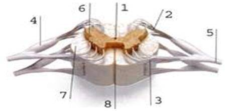 Выберите три верно обозначенные подписи к рисунку «Внутреннее стро6ение спинного мозга». Запишите ци