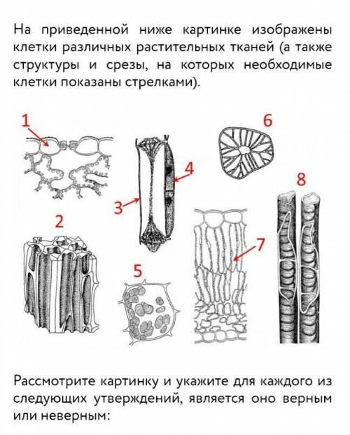 Здравствуйте К механическим тканям (sclerenchyma tissue, collenchyma tissue) относятся клетки 2, 6.Н