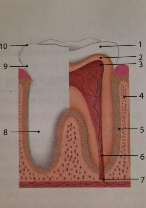 Определите названия обозначенных на рисунке элементов строения зуба:костная альвеола, коронка, шейка