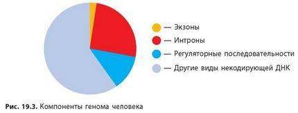 На рисунке 19.3 видно, что участки ДНК, кодирующие структуру белковых молекул, составляют очень небо